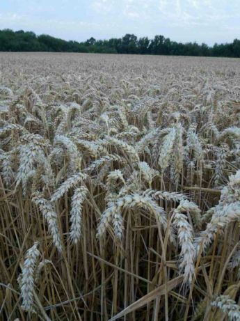 Фото 2. Канадская трансгенная пшеница фарел/farel! Семина