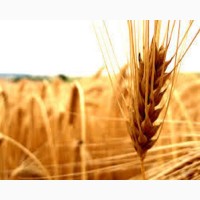 Пшениця озима Мескаль Лімагрейн