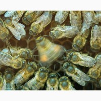 Продам бджолопакети стільникові і безстільникові