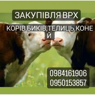 Куплю Коров Быков Коней