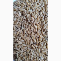 Продам пшеницю тверду скловидну (дурум)- 10т