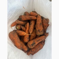 Продам моркву врожай 2022 експорт великі об#039; єми