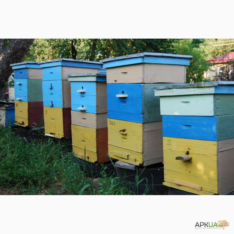 Фото 11. Продам пакети бджіл