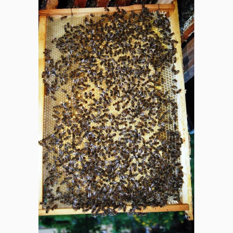 Фото 10. Продам пакети бджіл