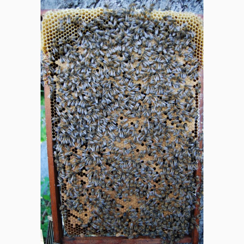 Фото 9. Продам пакети бджіл
