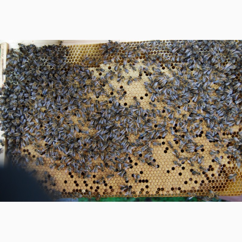 Фото 4. Продам пакети бджіл