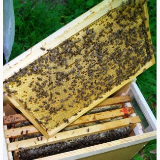 Продам пакети бджіл