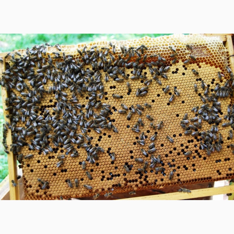 Фото 2. Продам пакети бджіл