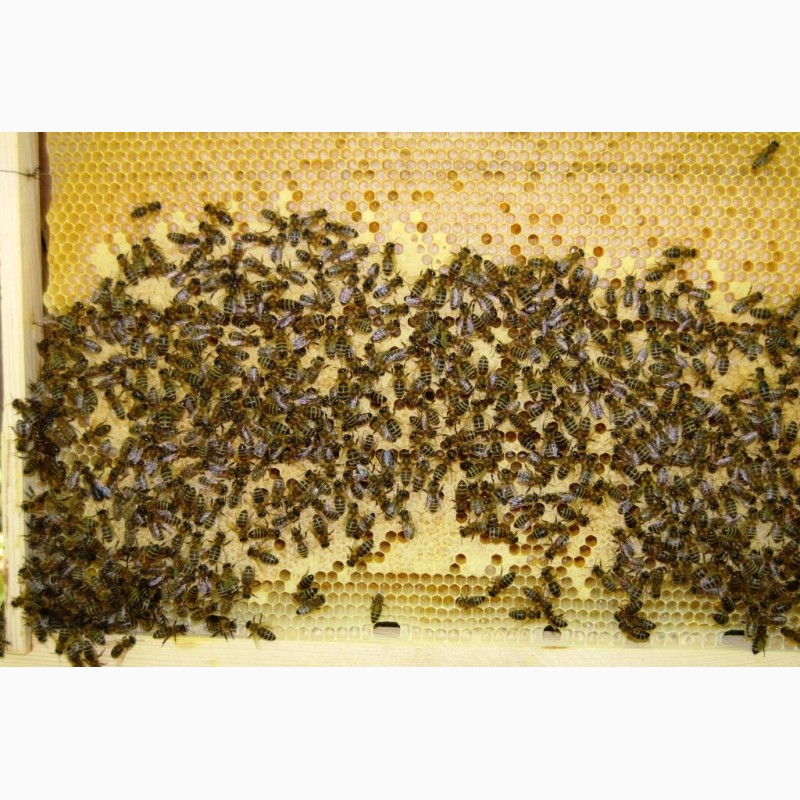 Фото 5. Продам пакети бджіл