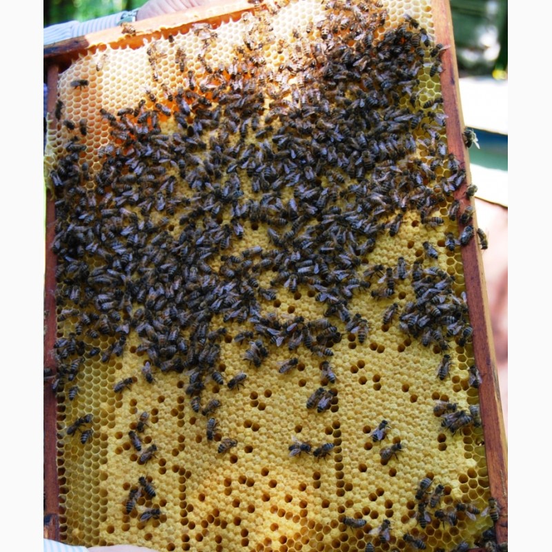 Фото 6. Продам пакети бджіл