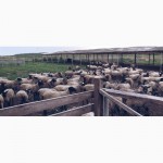 Продаю овец породы романовской оптом
