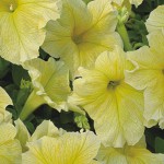 Продам семена Петуния крупноцветковая низкорослая Желтая F1