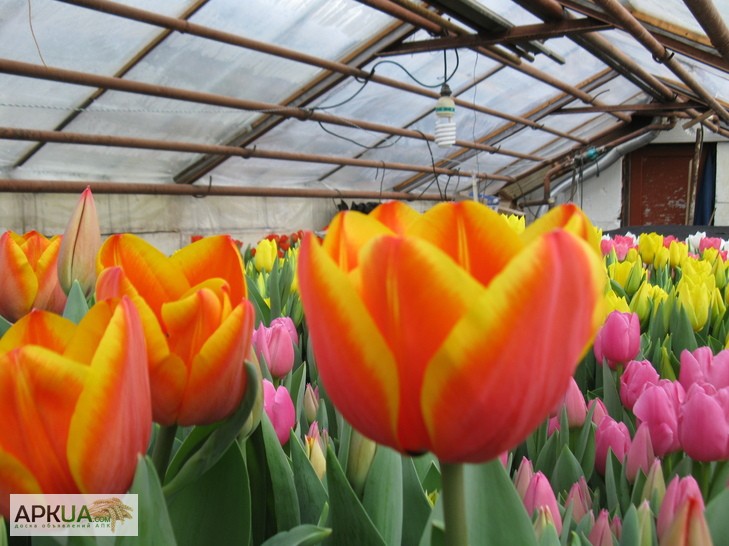 Фото 4. К 8 марта тюльпаны оптом