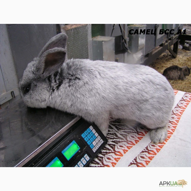 Фото 6. Продаю кроликов породы серебристый
