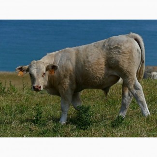Купуємо ВРХ ( бики корови кони телята) у населення и господарства
