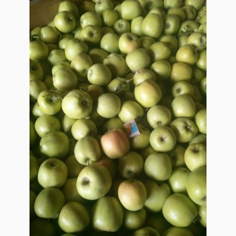 Фото 3. Яблоки оптом от производителя. Отличное товарное качество. Разные сорта