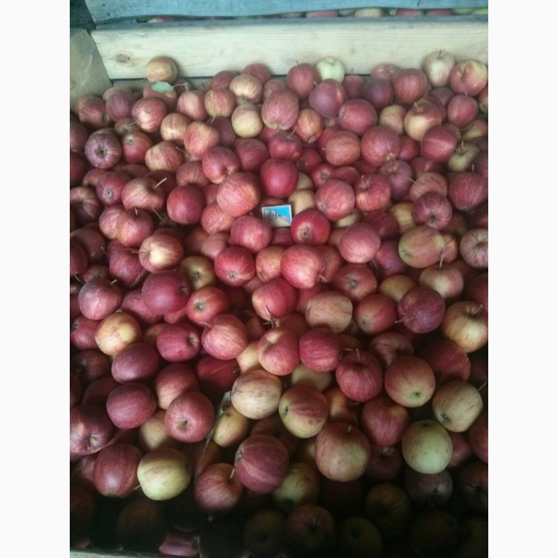 Фото 5. Яблоки оптом от производителя. Отличное товарное качество. Разные сорта