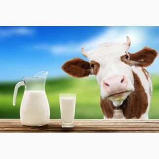 Куплю оптом коровье молоко от 50 литров