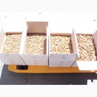 NutStar Export Company (Walnut)