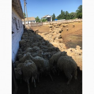 Продам стадо овец мериносов 320 голов