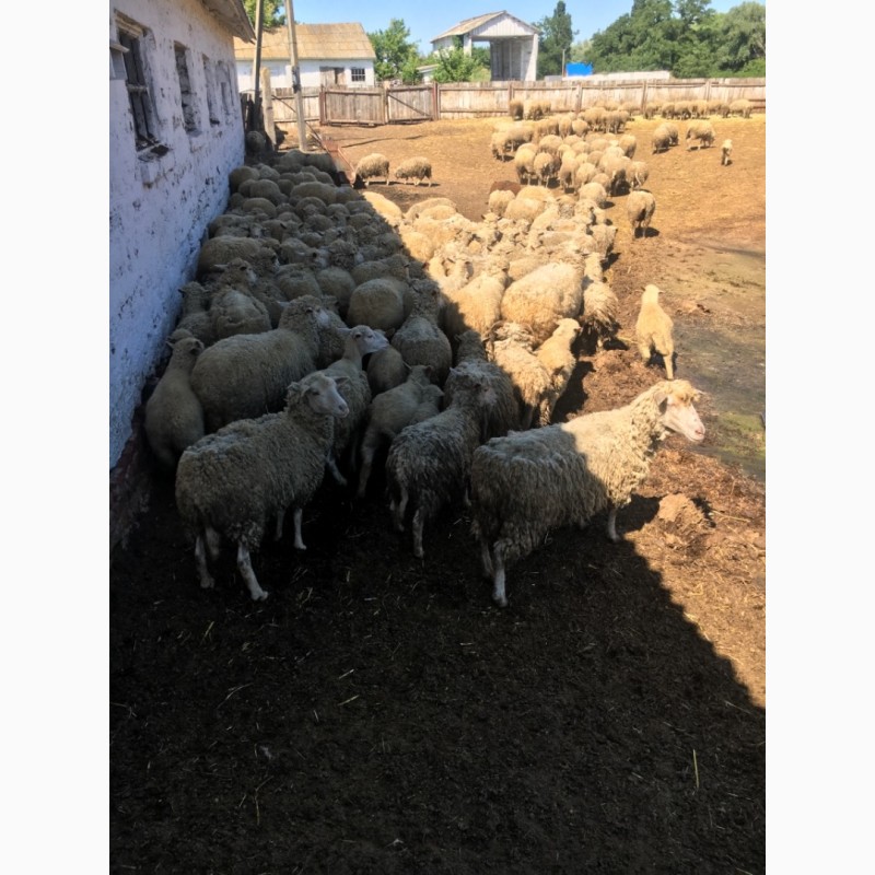 Фото 2. Продам стадо овец мериносов 320 голов