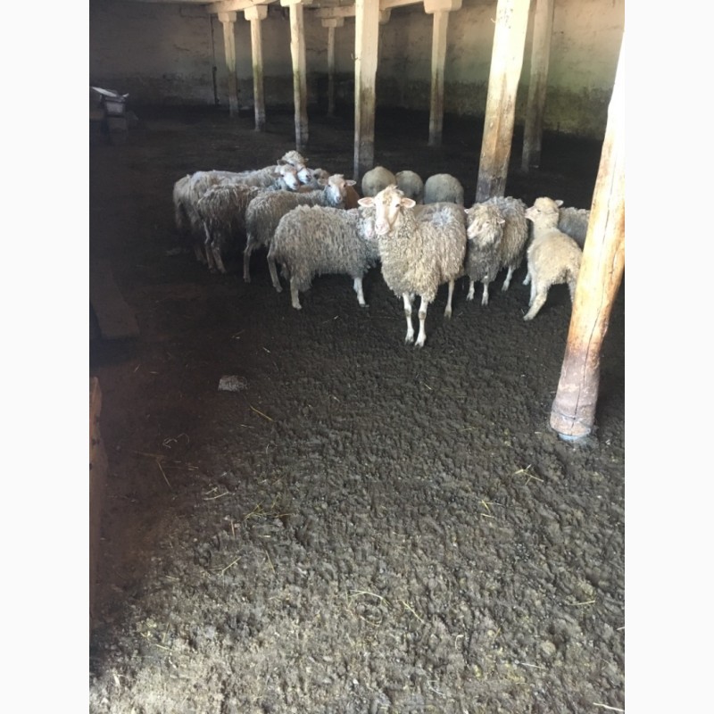 Фото 3. Продам стадо овец мериносов 320 голов