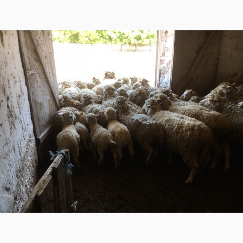 Фото 5. Продам стадо овец мериносов 320 голов