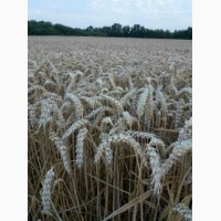 Канадская трансгенная пшеница фарел/farel! семена