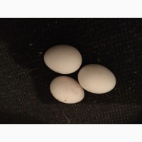 Інкубаційне яйце білий легорн
