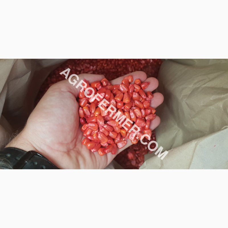 Фото 3. Семена кукурузы CORBIN FS - 899 ФАО Канадский трансгенный гибрид