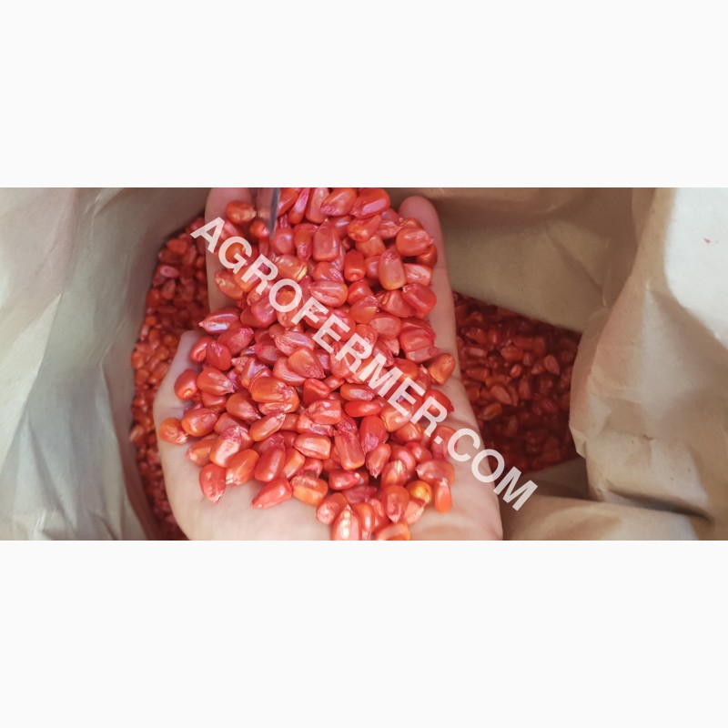 Фото 7. Семена кукурузы CORBIN FS - 899 ФАО Канадский трансгенный гибрид