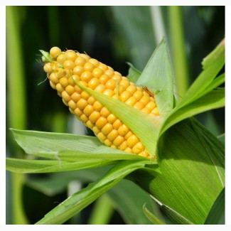 Закупка Кукурузы на постоянной основе