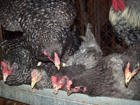 Фото 4. Цыплята куры несушки Доминант. Чехия