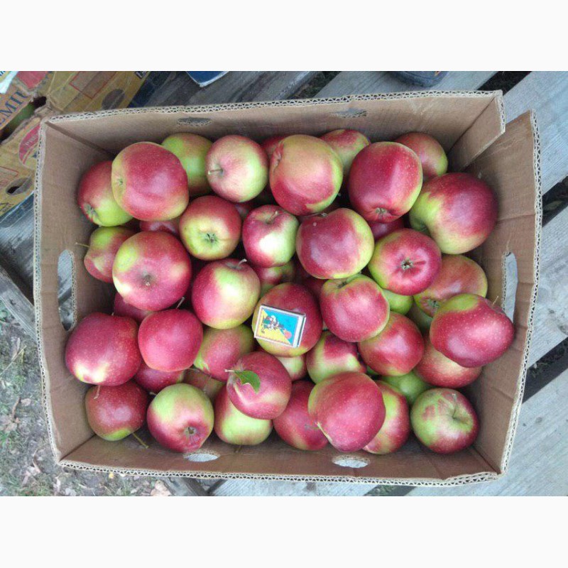 Фото 2. Продам яблука з холодильника(фрешовані)