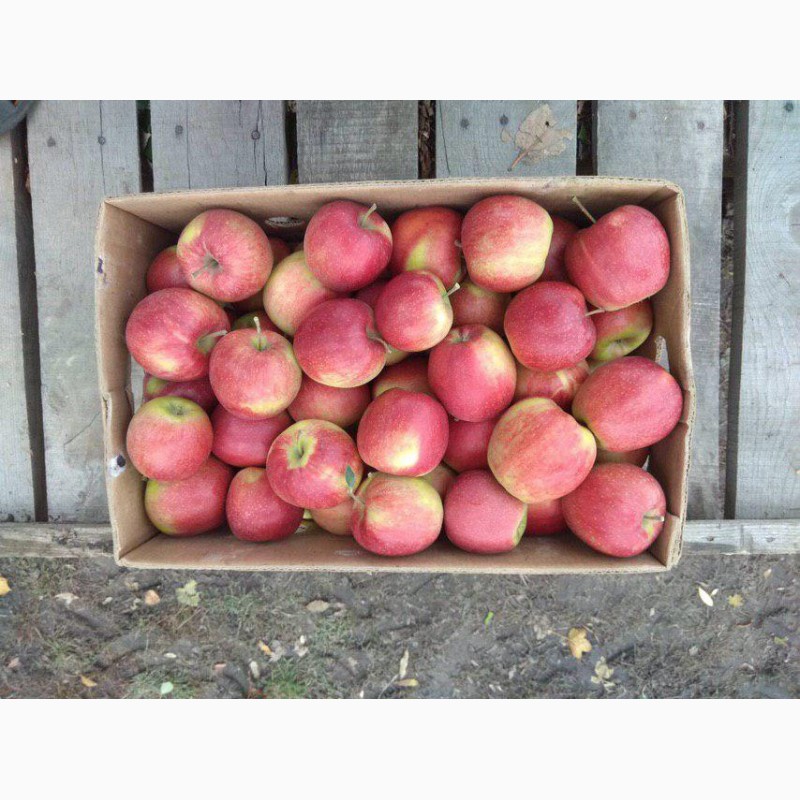 Фото 5. Продам яблука з холодильника(фрешовані)