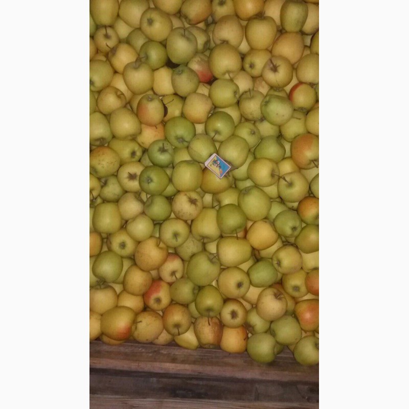 Фото 8. Продам яблука з холодильника(фрешовані)