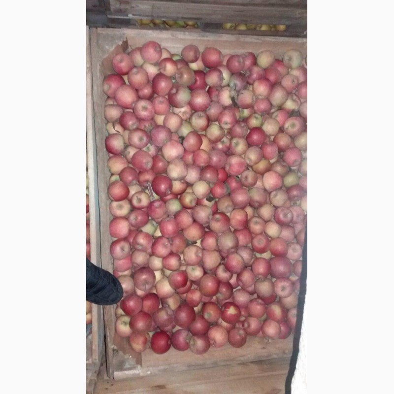 Продам яблука з холодильника(фрешовані)