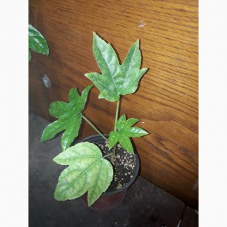 Фатсия молодое растение