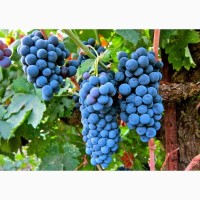 Продам виноград сорта Мерло