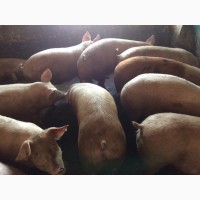 Продам свиней живым весом бекон 1 категории