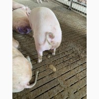 Продаем сальных свиней вес 120-140 кг