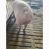 Продаем сальных свиней вес 120-140 кг