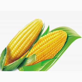 Куплю кукурузу.По всем областям Украины