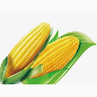 Куплю кукурузу.По всем областям Украины
