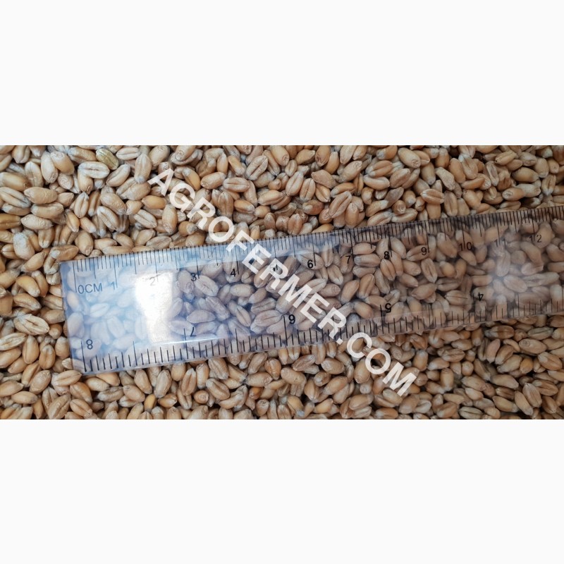 Фото 3. Семена пшеницы сорт Baxter канадская трансгенная двуручка