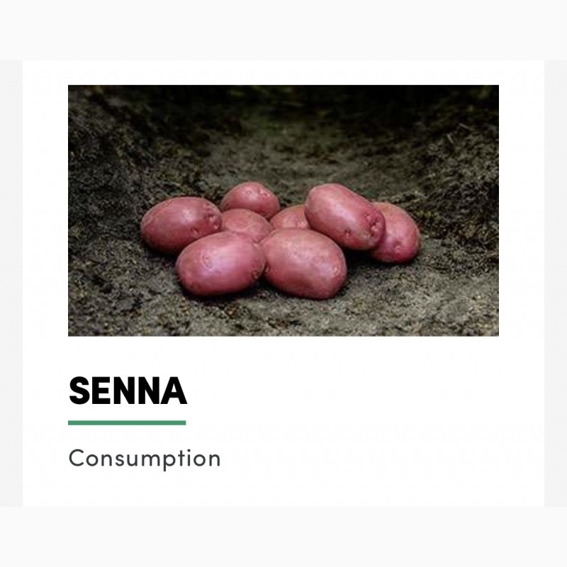Фото 5. Продам картофель товарный и семенной с Дании от производителя