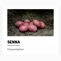 Продам картофель товарный и семенной с Дании от производителя