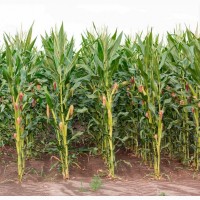 Семена кукурузы ДН Хортица (ФАО 240). Урожай 2021