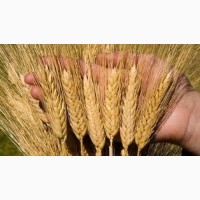 Озима пшениця Гюстав Заатен