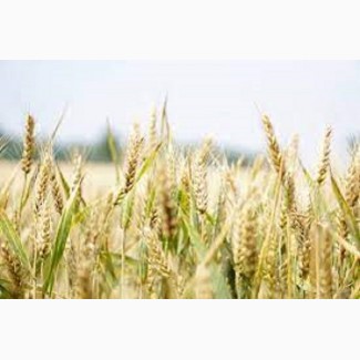 Семена озимой пшеницы ЗИСК